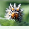 melitaea didyma larva7 novorossiysk2